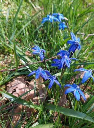 LADOŇKA DVOULISTÁ (Scilla bifolia) FOTO: Marta Knauerová