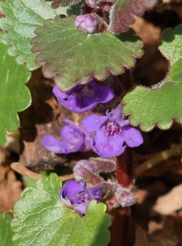 POPENEC OBECNÝ (Glechoma hederacea) FOTO: Marta Knauerová