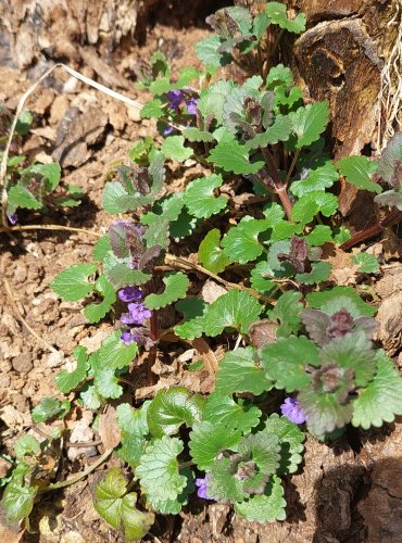 POPENEC OBECNÝ (Glechoma hederacea) FOTO: Marta Knauerová