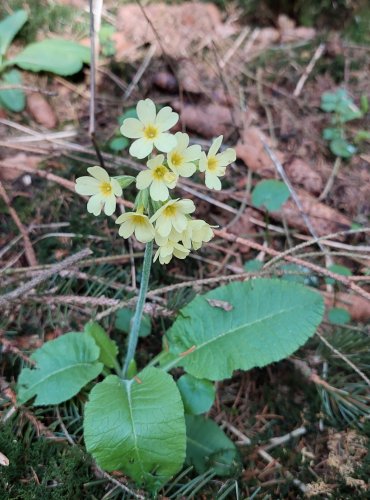 PRVOSENKA JARNÍ (Primula veris) FOTO: Marta Knauerová