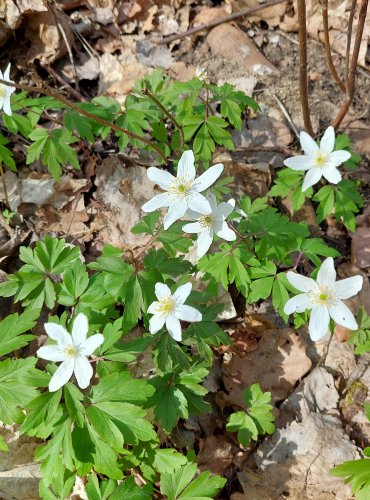 SASANKA HAJNÍ (Anemone nemorosa) FOTO: Marta Knauerová