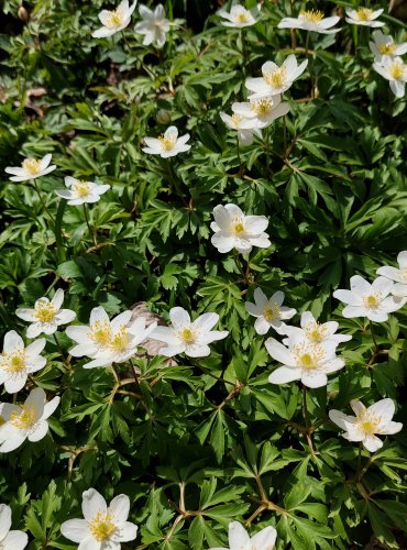 SASANKA HAJNÍ (Anemone nemorosa) FOTO: Marta Knauerová