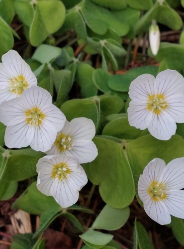 ŠŤAVEL KYSELÝ (Oxalis acetosella) FOTO: Marta Knauerová