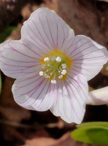 ŠŤAVEL KYSELÝ (Oxalis acetosella) FOTO: Marta Knauerová