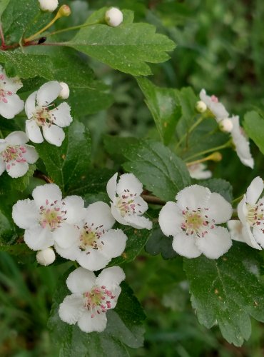 HLOH  (Crataegus spp.) - bez bližšího určení - FOTO: Marta Knauerová