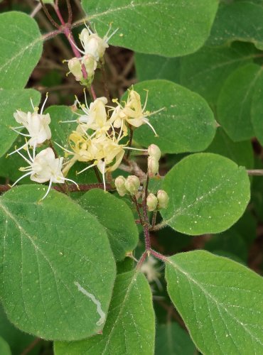 ZIMOLEZ OBECNÝ (Lonicera xylosteum) FOTO: Marta Knauerová