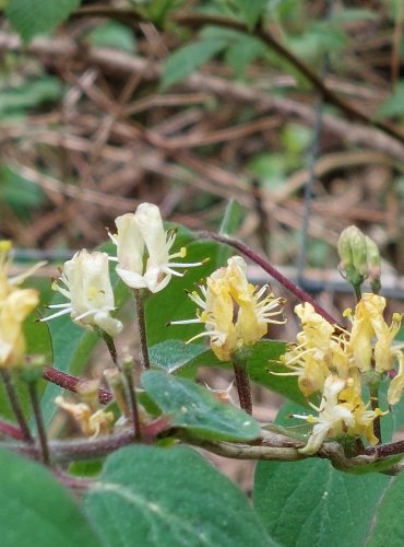 ZIMOLEZ OBECNÝ (Lonicera xylosteum) FOTO: Marta Knauerová