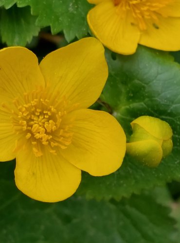 BLATOUCH BAHENNÍ (Caltha palustris) FOTO: Marta Knauerová