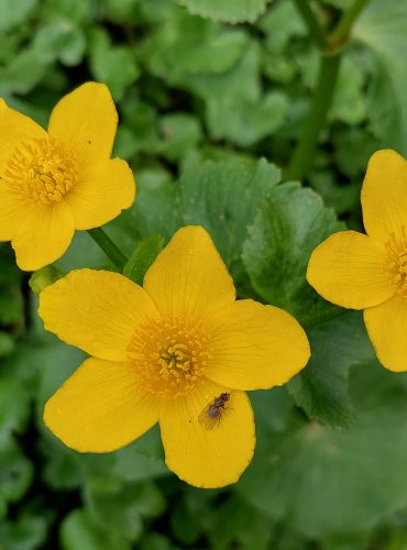 BLATOUCH BAHENNÍ (Caltha palustris) FOTO: Marta Knauerová