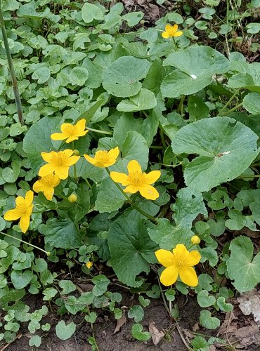 BLATOUCH BAHENNÍ (Caltha palustris) FOTO: Marta Knauerová