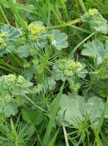 KONTRYHEL OBECNÝ (Alchemilla vulgaris) FOTO: Marta Knauerová