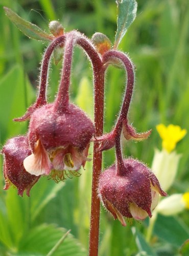 KUKLÍK POTOČNÍ (Geum rivale) FOTO: Marta Knauerová