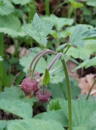 KUKLÍK POTOČNÍ (Geum rivale) FOTO: Marta Knauerová