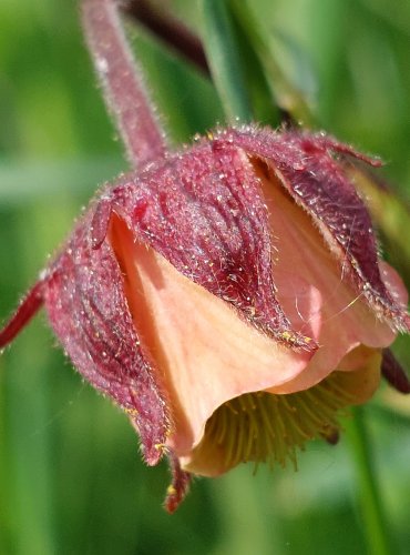 KUKLÍK POTOČNÍ (Geum rivale) FOTO: Marta Knauerová