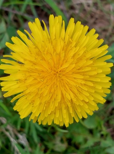 PAMPELIŠKA LÉKAŘSKÁ (Taraxacum officinale) FOTO: Marta Knauerová