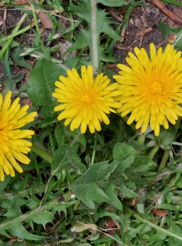 PAMPELIŠKA LÉKAŘSKÁ (Taraxacum officinale) FOTO: Marta Knauerová