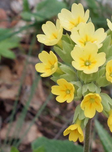 PRVOSENKA JARNÍ (Primula veris) FOTO: Marta Knauerová