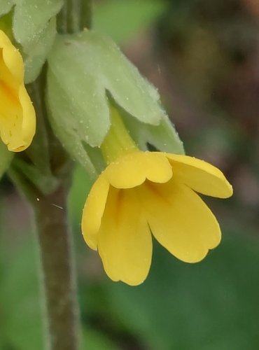 PRVOSENKA JARNÍ (Primula veris) FOTO: Marta Knauerová