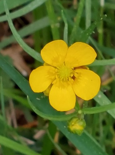 PRYSKYŘNÍK ZLATOŽLUTÝ (Ranunculus auricomus) FOTO: Marta Knauerová