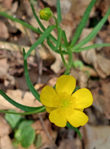 PRYSKYŘNÍK ZLATOŽLUTÝ (Ranunculus auricomus) FOTO: Marta Knauerová