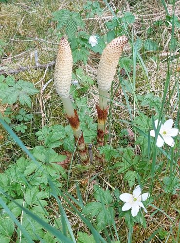 PŘESLIČKA NEJVĚTŠÍ (Equisetum telmateia) JARNÍ LODYHY – FOTO: Marta Knauerová