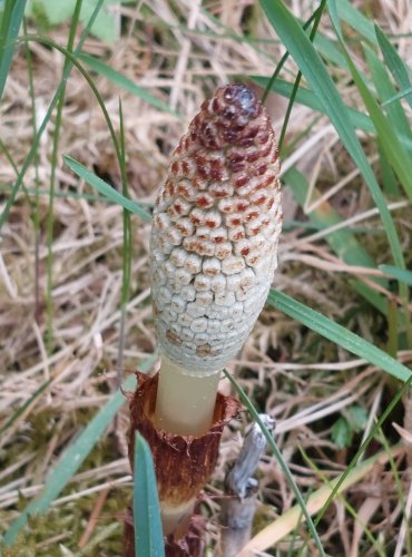 PŘESLIČKA NEJVĚTŠÍ (Equisetum telmateia) JARNÍ LODYHY – FOTO: Marta Knauerová