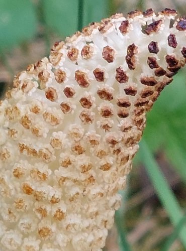 PŘESLIČKA NEJVĚTŠÍ (Equisetum telmateia) JARNÍ LODYHY – FOTO: Marta Knauerová