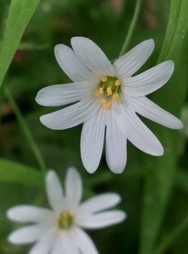 PTAČINEC VELKOKVĚTÝ (Stellaria holostea) FOTO: Marta Knauerová