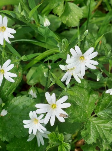 PTAČINEC VELKOKVĚTÝ (Stellaria holostea) FOTO: Marta Knauerová