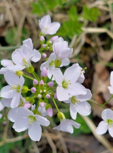 ŘEŘIŠNICE LUČNÍ (Cardamine pratensis) FOTO: Marta Knauerová