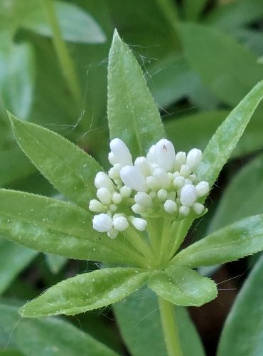 SVÍZEL VONNÝ (Galium odoratum) FOTO: Marta Knauerová