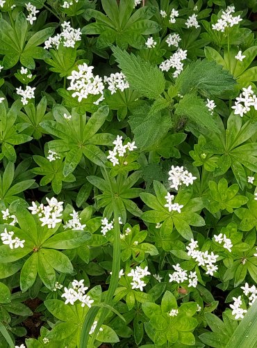 SVÍZEL VONNÝ (Galium odoratum) FOTO: Marta Knauerová