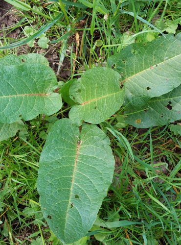 ŠŤOVÍK TUPOLISTÝ (Rumex obtusifolius) FOTO: Marta Knauerová