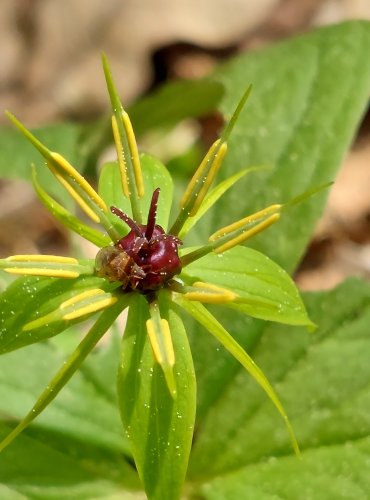 VRANÍ OKO ČTYŘLISTÉ (Paris quadrifolia) FOTO: Marta Knauerová