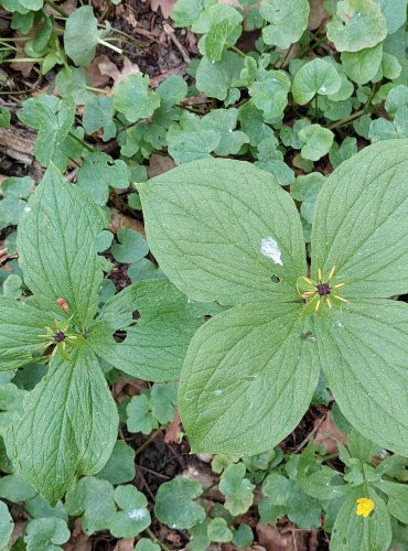 VRANÍ OKO ČTYŘLISTÉ (Paris quadrifolia) FOTO: Marta Knauerová