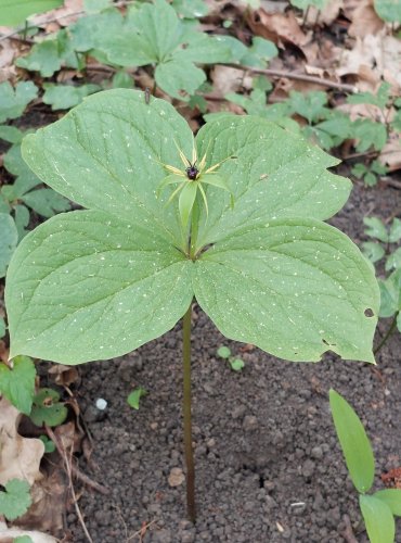 VRANÍ OKO ČTYŘLISTÉ (Paris quadrifolia) FOTO: Marta Knauerová