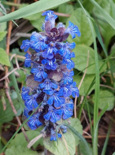 ZBĚHOVEC PLAZIVÝ (Ajuga reptans) FOTO: Marta Knauerová