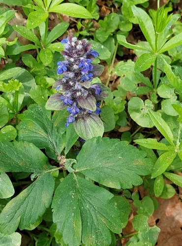 ZBĚHOVEC PLAZIVÝ (Ajuga reptans) FOTO: Marta Knauerová