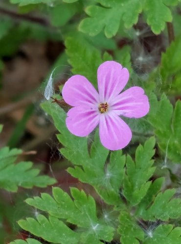 KAKOST SMRDUTÝ (Geranium robertianum) FOTO: Marta Knauerová