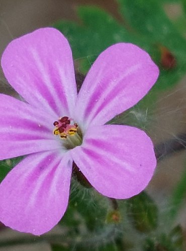 KAKOST SMRDUTÝ (Geranium robertianum) FOTO: Marta Knauerová