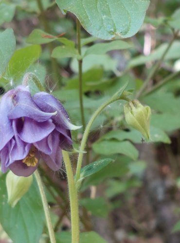 ORLÍČEK OBECNÝ (Aquilegia vulgaris) FOTO: Marta Knauerová