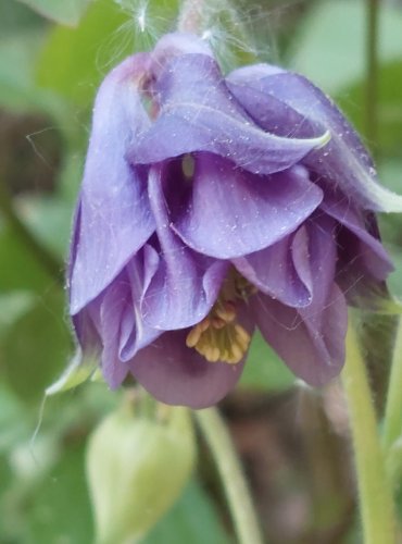 ORLÍČEK OBECNÝ (Aquilegia vulgaris) FOTO: Marta Knauerová