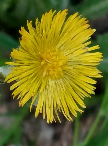 PODBĚL LÉKAŘSKÝ (Tussilago farfara) FOTO: Marta Knauerová