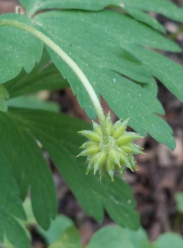 SASANKA HAJNÍ (Anemone nemorosa) – NEZRALÝ PLOD – FOTO: Marta Knauerová