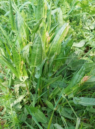 ŠŤOVÍK KYSELÝ (Rumex acetosa) FOTO: Marta Knauerová