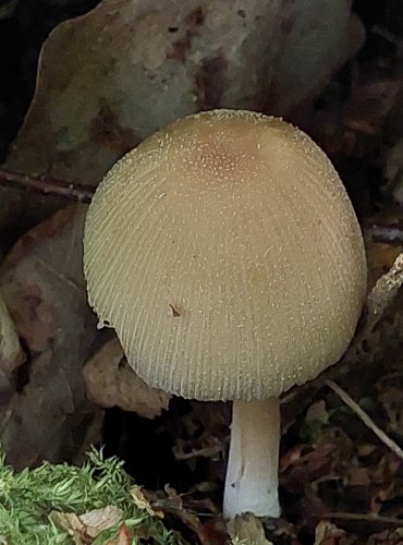 HNOJNÍK TŘPYTIVÝ (Coprinellus micaceus) FOTO: Marta Knauerová