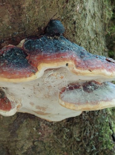 TROUDNATEC PÁSOVANÝ (Fomitopsis pinicola) FOTO: Marta Knauerová