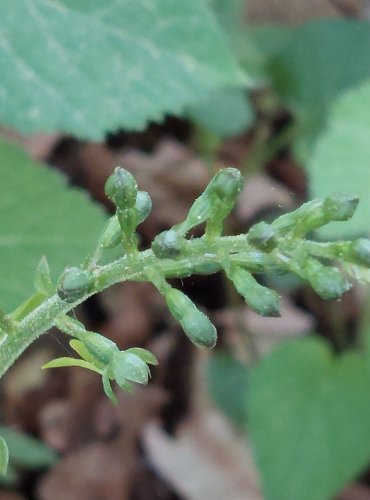 BRADÁČEK VEJČITÝ (Listera ovata) –  chráněn v kategorii C4a, vzácnější druh –  FOTO: Marta Knauerová