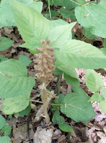 HLÍSTNÍK HNÍZDÁK (Neottia nidus-avis) –  chráněn v kategorii C4a, vzácnější druh –  FOTO: Marta Knauerová

