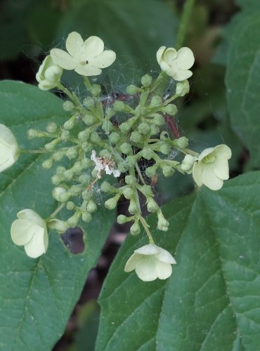 KALINA OBECNÁ (Viburnum opulus) FOTO: Marta Knauerová